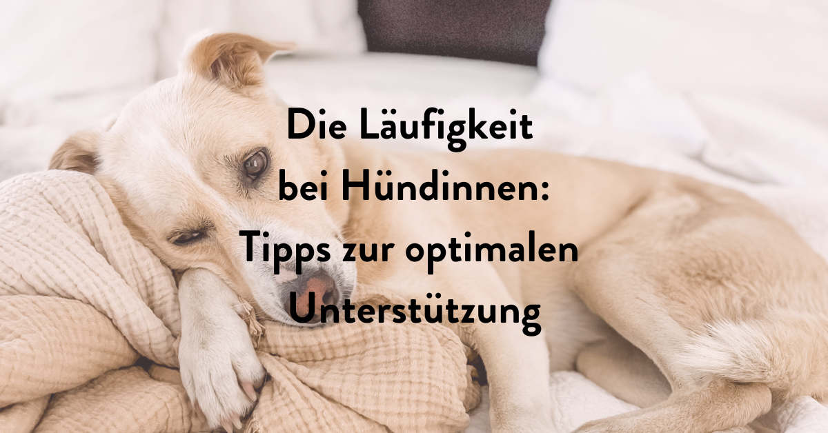 Läufigkeit bei Hündinnen 🐶 | PUJA Ratgeber